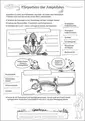 AB 6 – Körperbau der Amphibien
